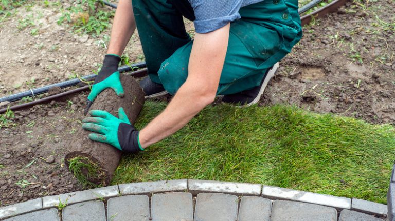 laying sod in lawn