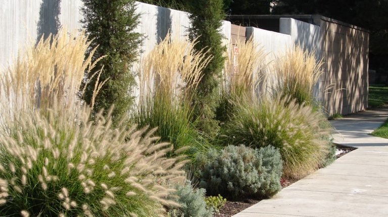 ornamental grasses in a garden