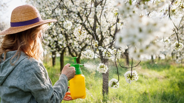 Gardener spraying pesticide on tree