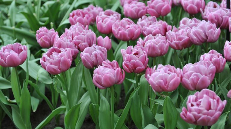 Pink double tulips