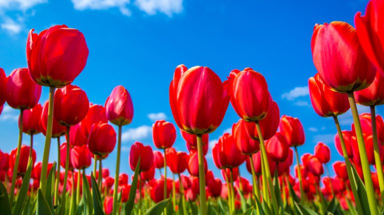 Red tulips and sky