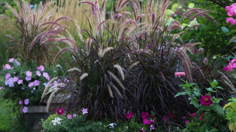 Fountain grass planted alongside petunias