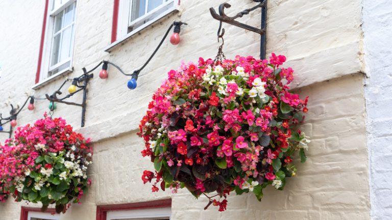 Pink hanging basket flowers