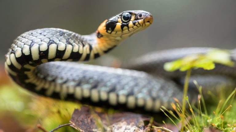 Snake in yard