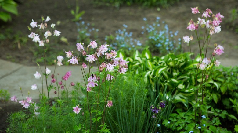 spring flowers in garden