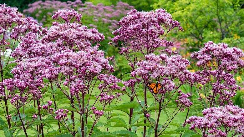 joe pye weed