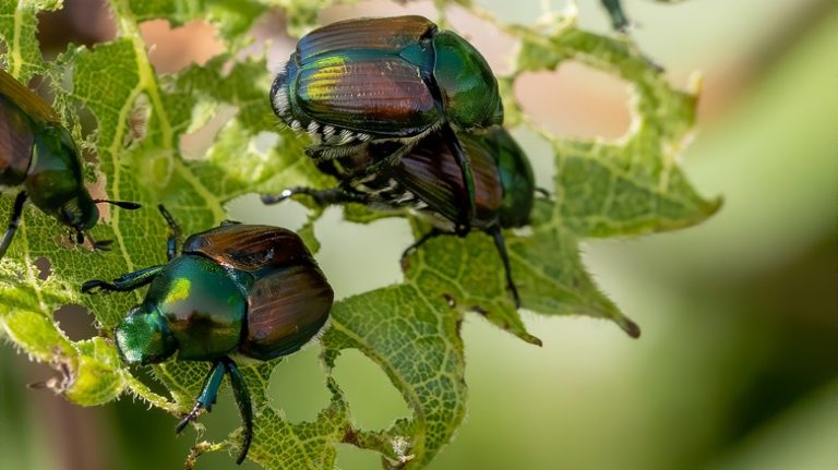 Japanese beetles on plant