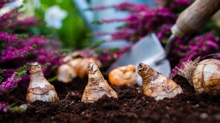 elephant ears bulbs planted in dirt