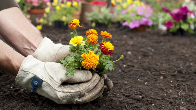 Person planting marigolds in garden