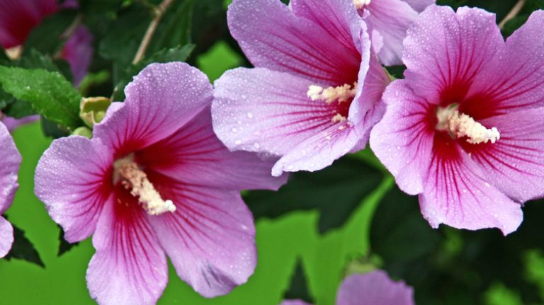 Pink rose of Sharon shrub