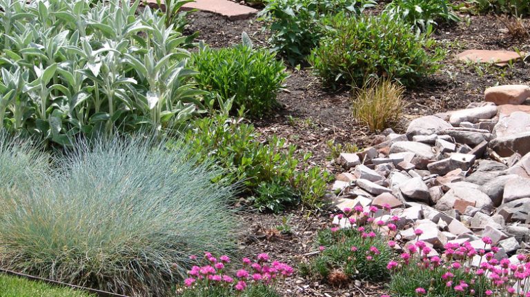 garden bed with plants