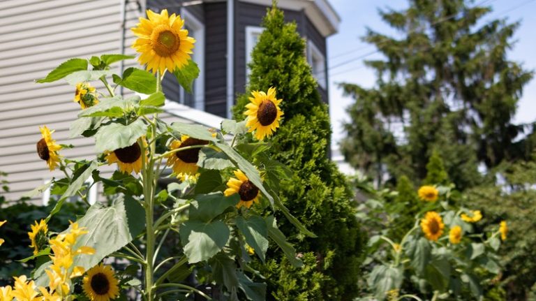 tall sunflowers growing in yard