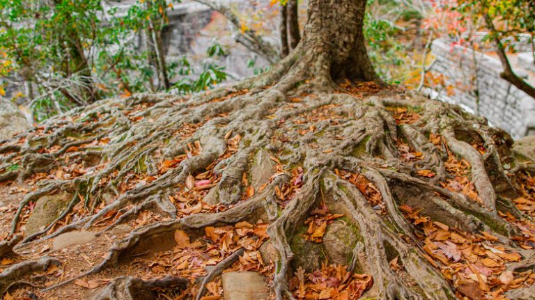 Tree with exposed roots