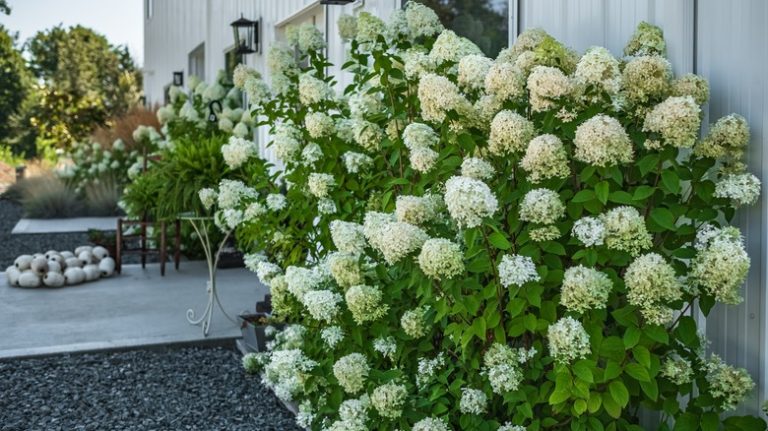 panicle hydrangeas in garden