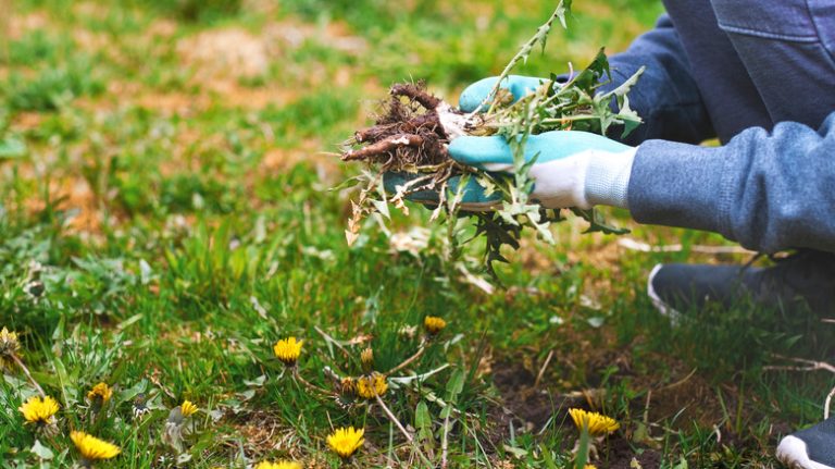 Gloved hands pulling weeds