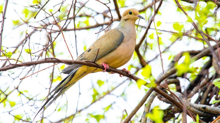 mourning dove perched on branch