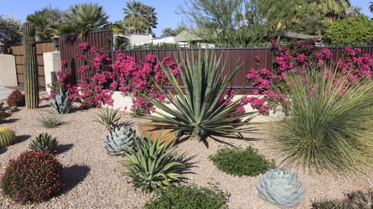 garden with a selection of plants