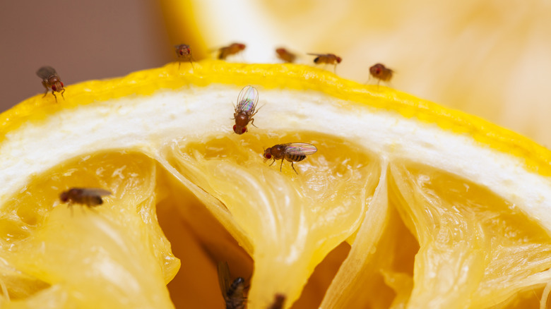 flies on orange slice