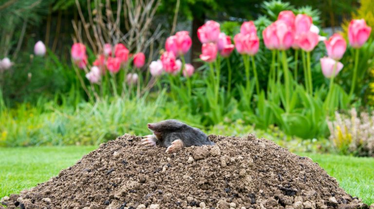 mole in dirt hill in garden