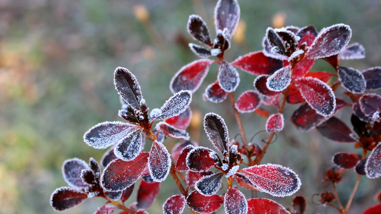 frosted Azalea blooms in winter