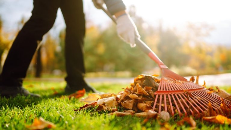 person raking leaves