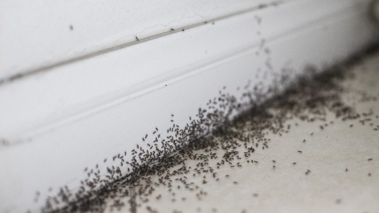 Ants crawling on house foundation