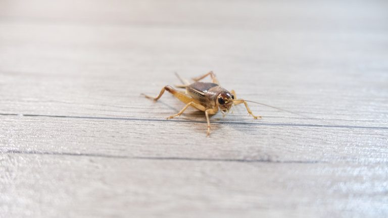 Cricket on gray flooring