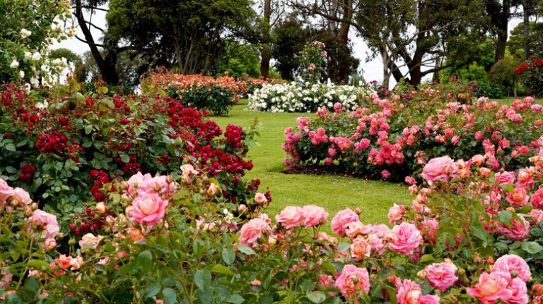 garden with many roses