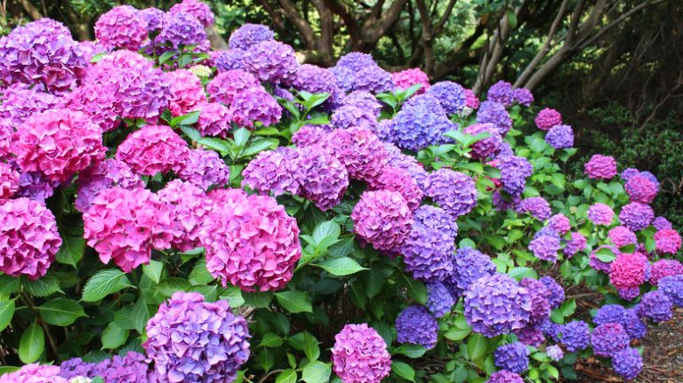 Hydrangeas in bloom