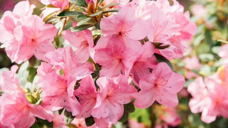 Light pink azalea