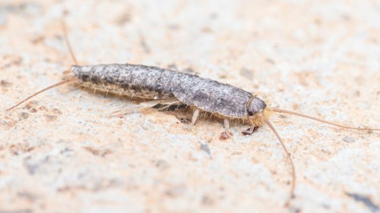 A silverfish crawling on ground