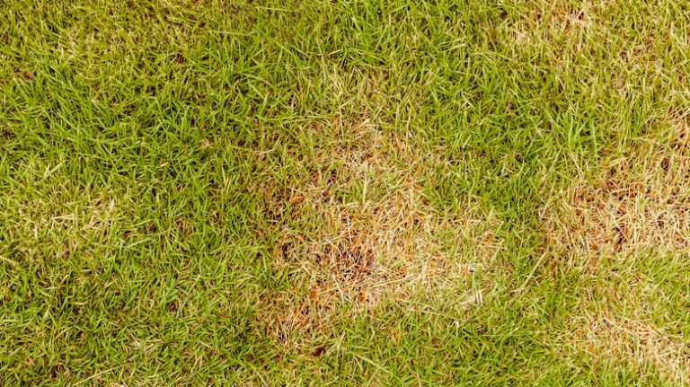 Rusted spots in green grass