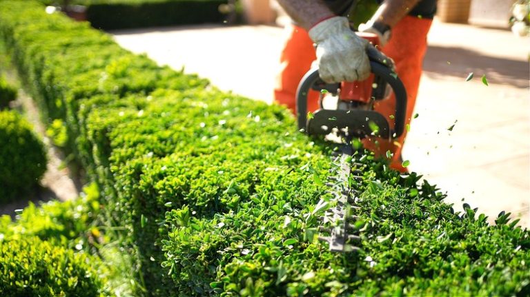 Gloved gardener trimming bushes