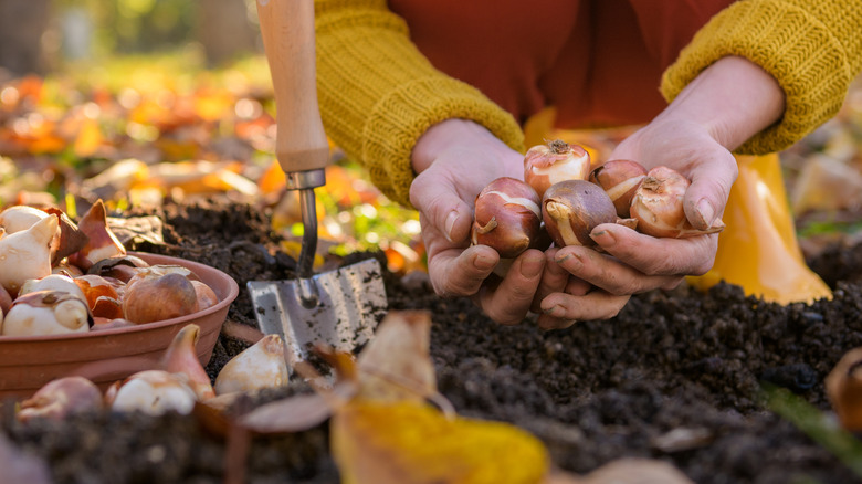 hands holding tulip bulbs