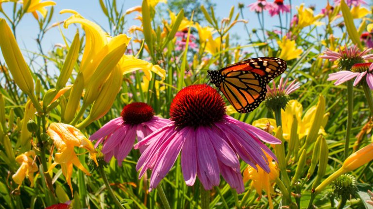 butterfly perched on garden flower