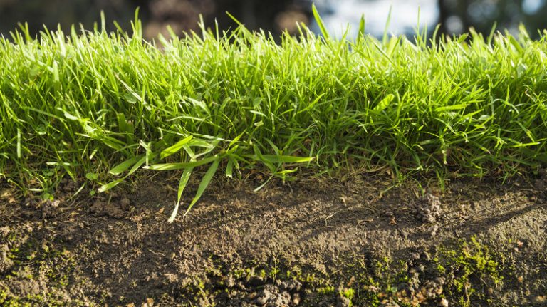 Close up of grass and soil