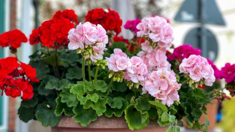 Geraniums in pot