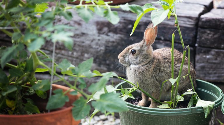 rabbit sitting in garden pot
