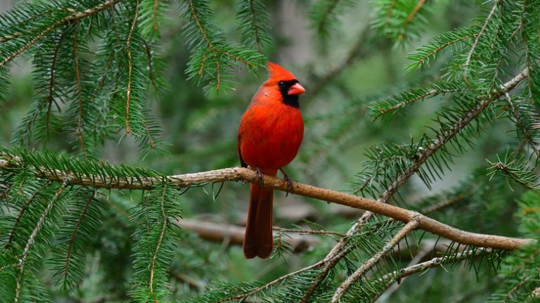 Cardinal perched on tree branch