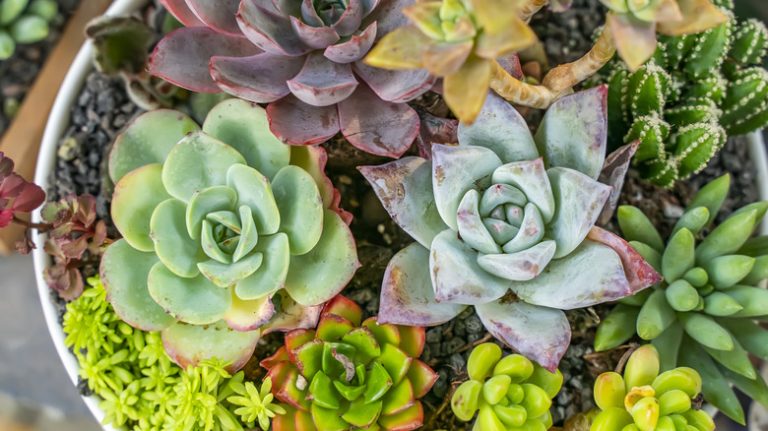 succulents in planter