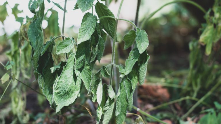 floppy plant in garden