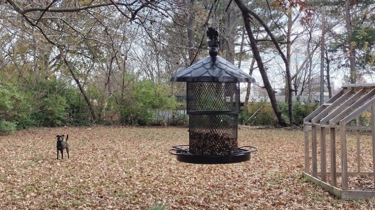 hanging bird feeders