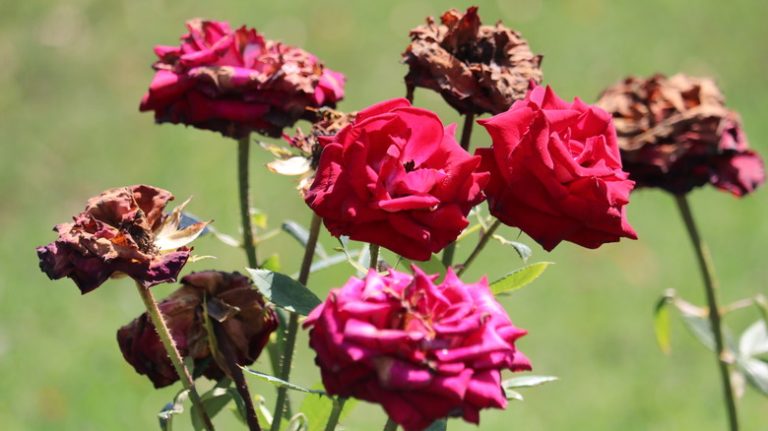 Wilting roses in garden