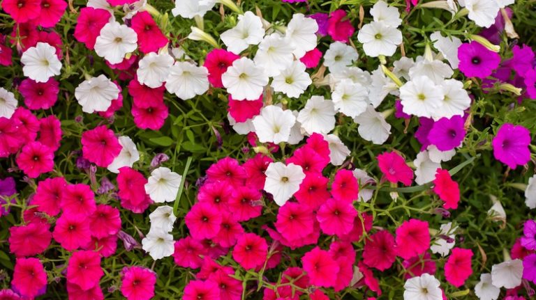 Pink, white, and purple petunias