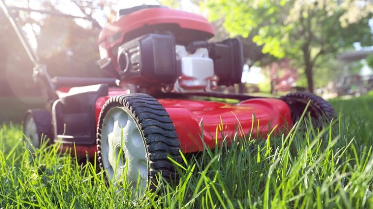 Longer grass in lawn