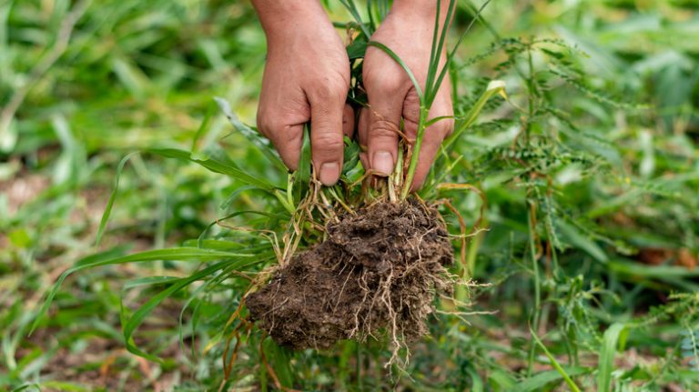 hands holding freshly pulled weeds