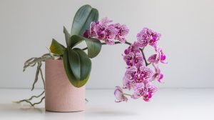 A drooping orchid