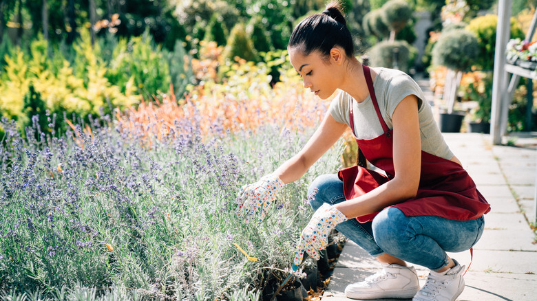 woman tending to lavender garden