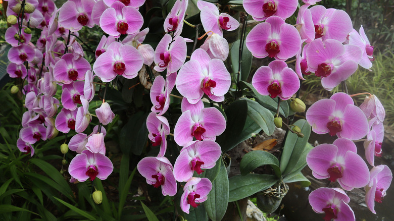 orchid garden plant