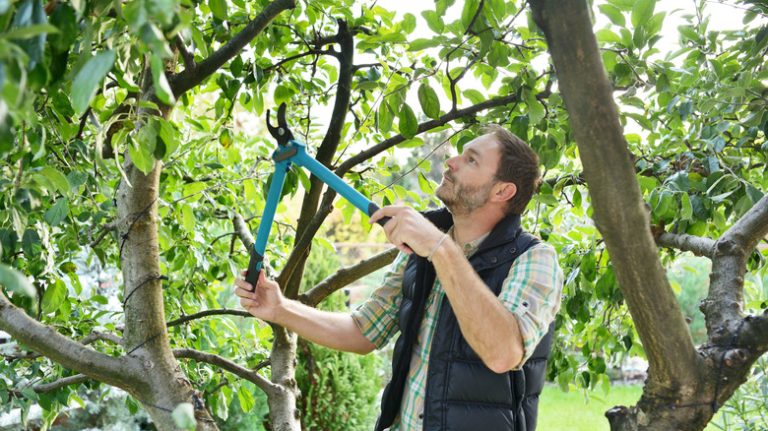 Man trimming tree